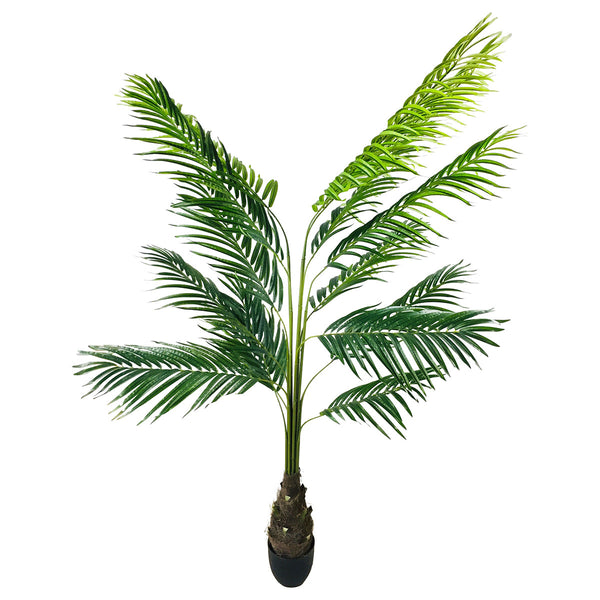 Palm Tree Out of Stock