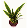 Sansweieria Plant