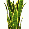 Sansweieria Plant