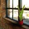 Sansweieria Plant Out of Stock