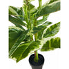 Rubber Ficus Plant