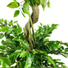 Artificial Ficus Leaf Topiary SOLD OUT