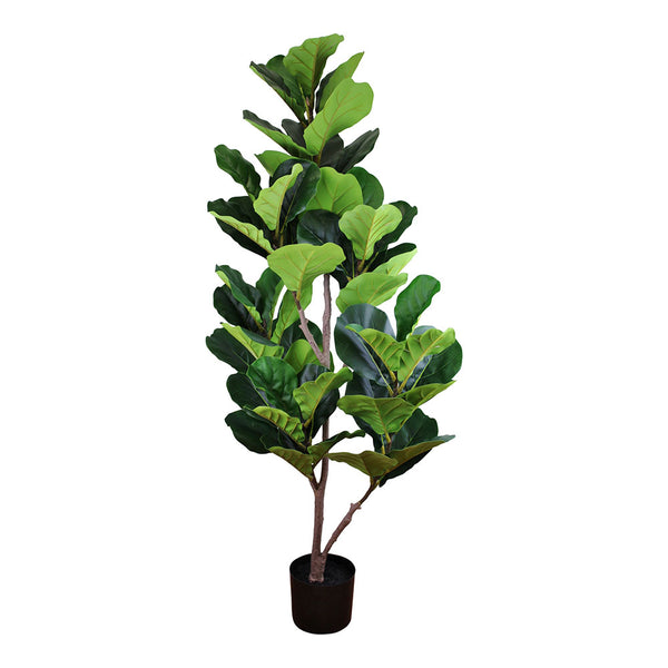 Fiddle Leaf Fig Tree