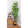 Fiddle Leaf Fig Tree