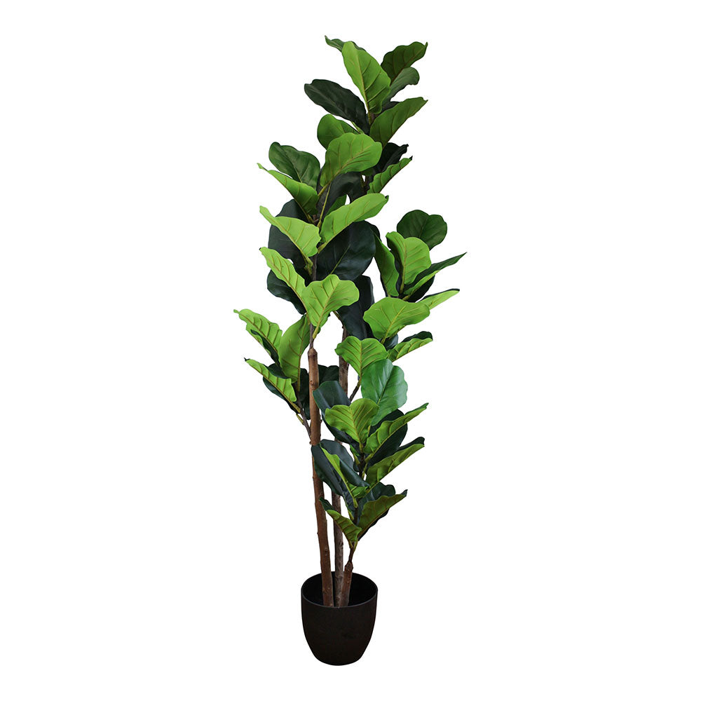 Fiddle Leaf Fig Tree Out of Stock