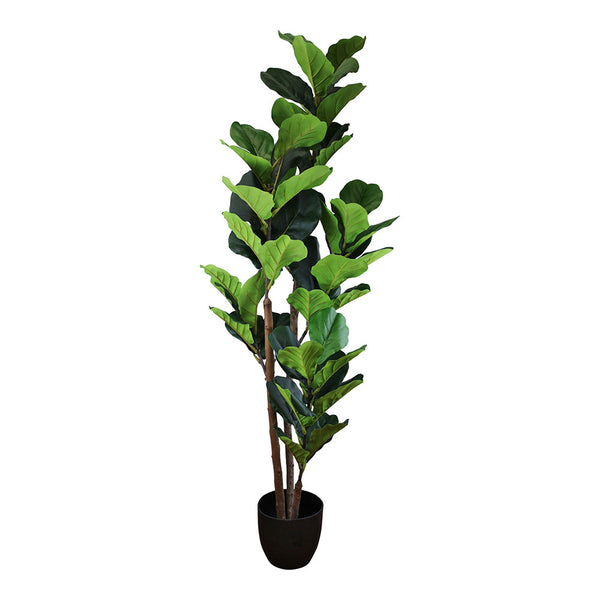 Fiddle Leaf Fig Tree Out of Stock