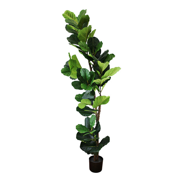 Fiddle Leaf Fig Tree