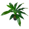 Artificial Dracaena Plant