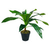 Artificial Dracaena Plant