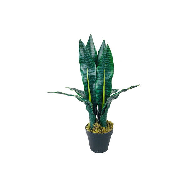 Mother in Law's Tongue Plant Out of Stock