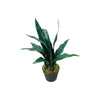 Mother in Law's Tongue Plant Out of Stock