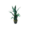 Mother in Law's Tongue Plant Out of Stock