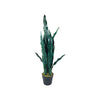 Mother in Law's Tongue Plant Out of Stock