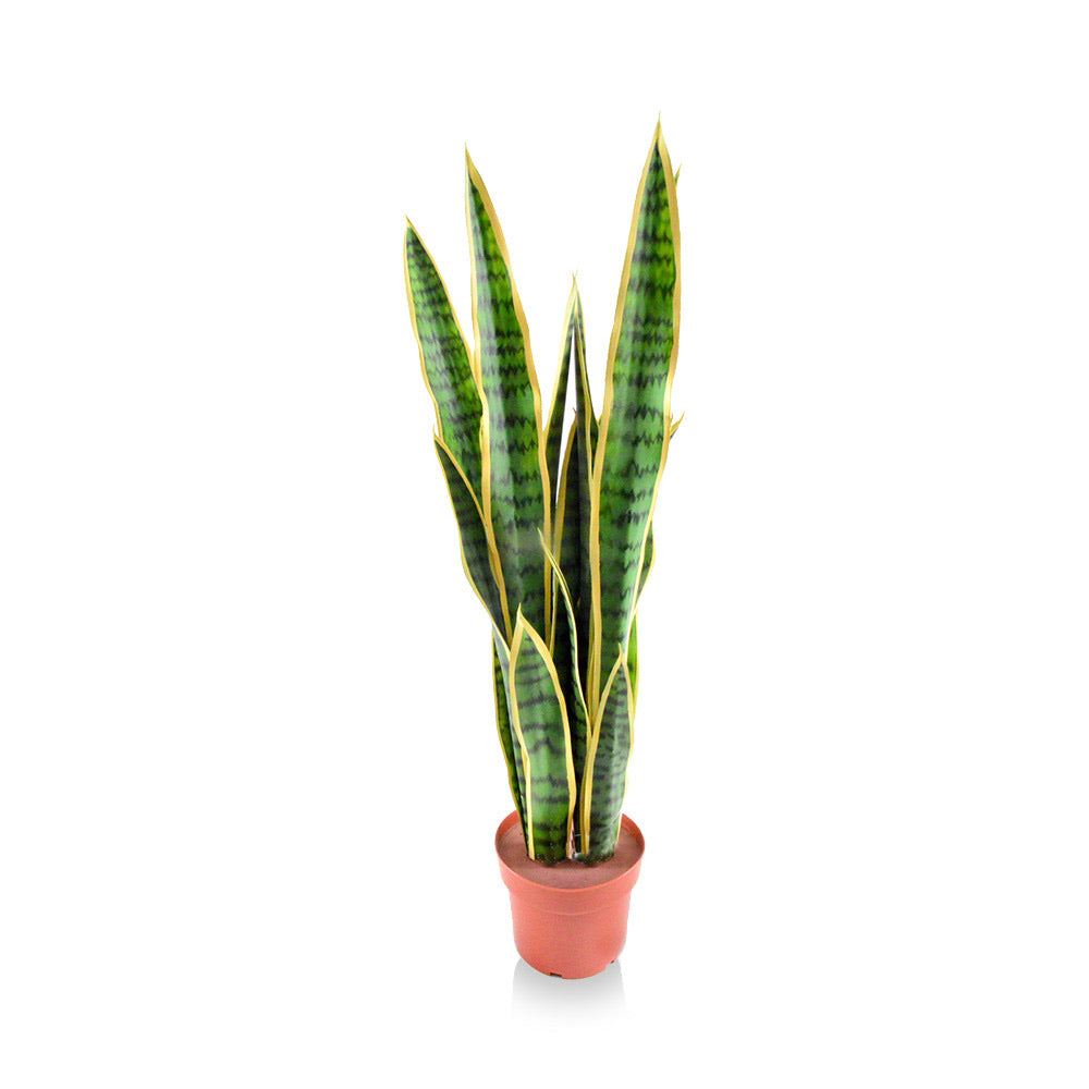 Sansweieria Plant