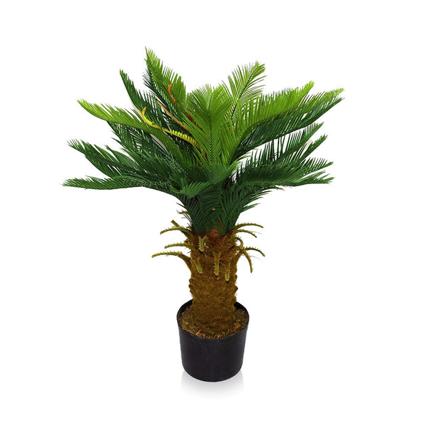 Cycas Tree