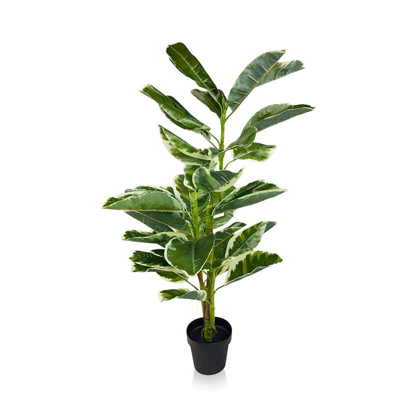 Rubber Ficus Plant Out of Stock