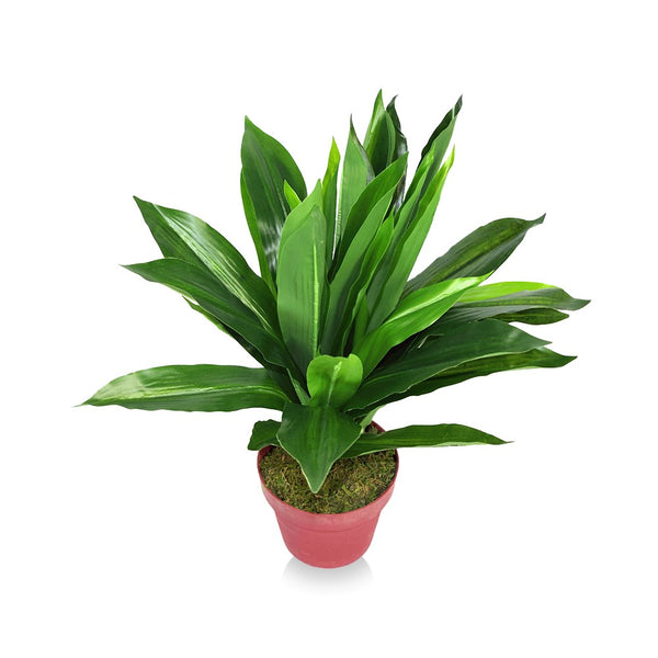 Drancaena Plant Out of Stock