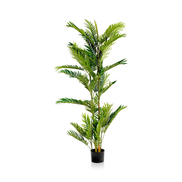 Palm Tree