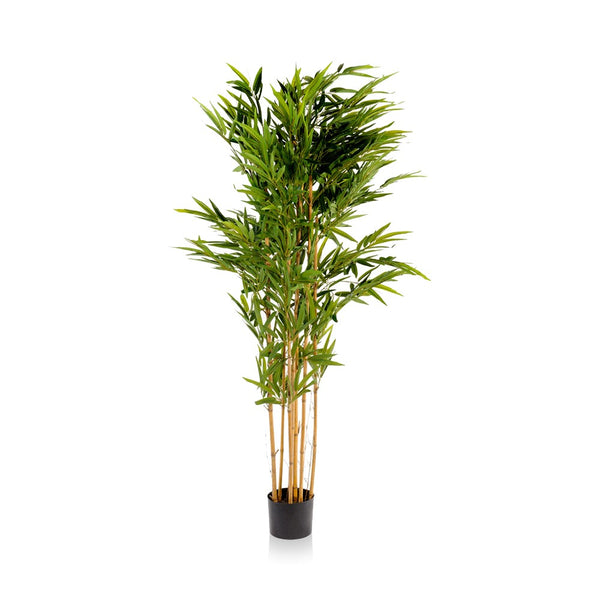 Bamboo Tree