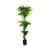 Artificial Ficus Leaf Topiary SOLD OUT